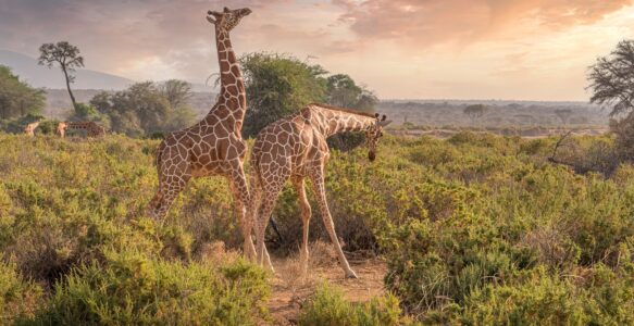 Sugestão de Roteiro de Viagem Para Viajar no Quênia na África