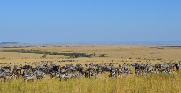 Roteiro de Viagem Para Combinar Quênia e Tanzânia na Mesma Viagem na África