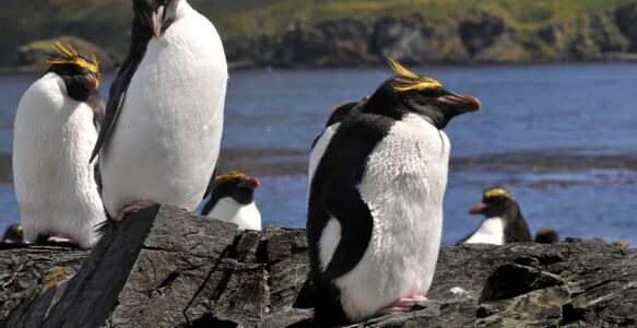 Dicas Para Avistar Animais Únicos nos Passeios na Antártica