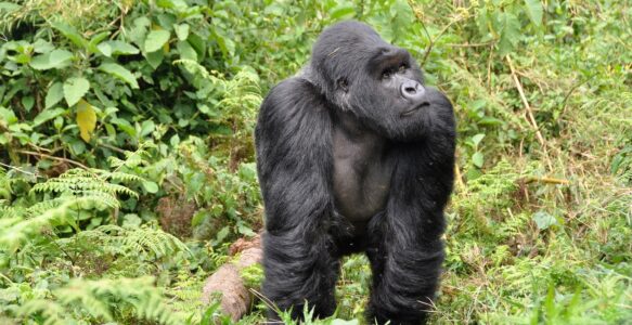 Dicas Para Fazer o Trekking dos Gorilas em Uganda e Ruanda
