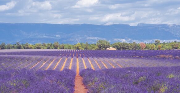 10 Razões Para Conhecer a Provence na França