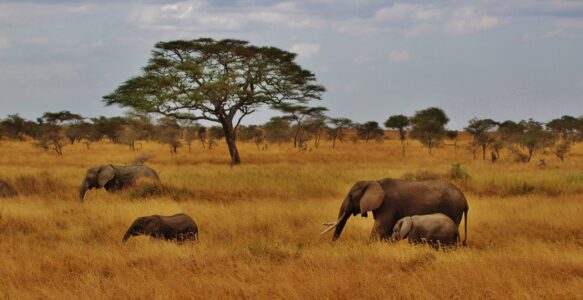 Como é o Clima mês a mês no Parque Nacional Serengeti na Tanzânia