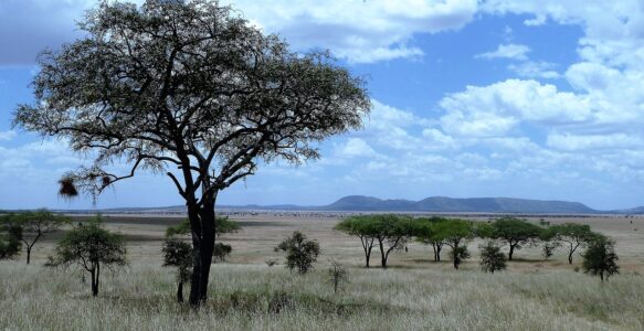 Qual o Aeroporto Mais Próximo do Parque Nacional Serengeti na Tanzânia?