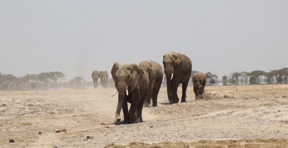 Destinos de Viagem Pelo Mundo Para ver de Perto Elefantes