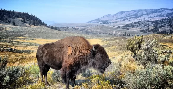 Animais Selvagens no Parque Nacional de Yellowstone e Cuidados Essenciais que o Turista Deve Tomar