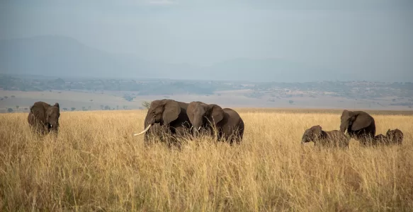 Kidepo Valley National Park: O Tesouro Isolado de Uganda