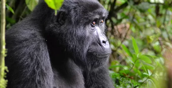Conheça a Majestosa Bwindi Impenetrable: O Santuário dos Gorilas em Uganda
