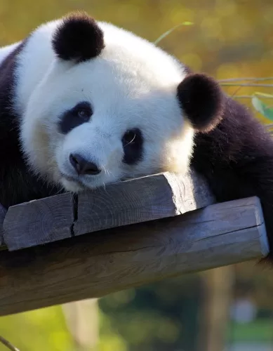 Lugares Para Apreciar os Ursos Pandas Gigantes na China