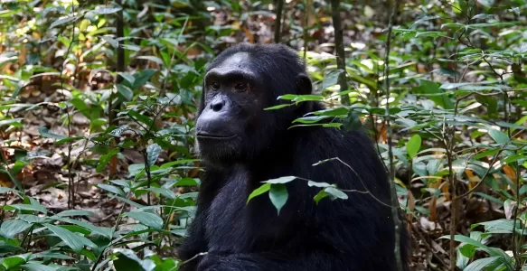 Visite a Diversidade Biológica de Kibale: O Santuário dos Chimpanzés em Uganda