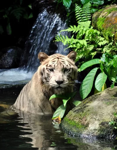O Renomado Zoológico de Cingapura: Uma Aventura Selvagem e Inesquecível
