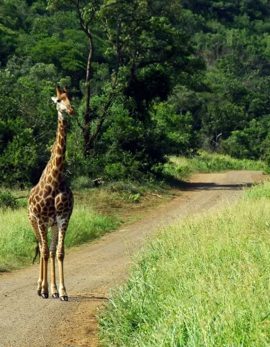 Dicas Para o Turista Explorar o Parque Kruger na África do Sul
