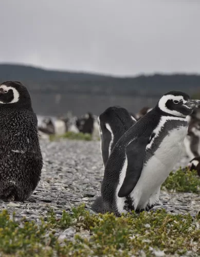 Onde ver Pinguins de Perto em Ushuaia em Argentina