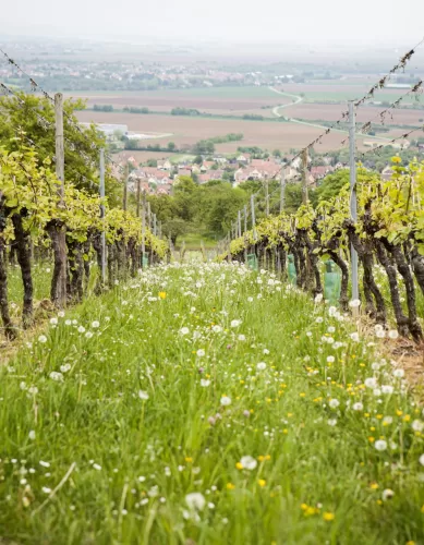 Descubra a Região da Borgonha na França: A Pátria das Uvas Pinot Noir e Chardonnay