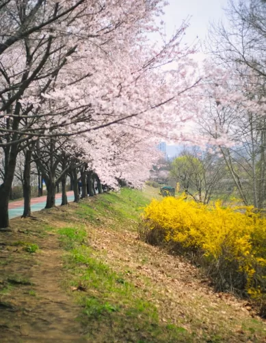 Qual é a Época da Florada das Cerejeiras na Coréia do Sul?