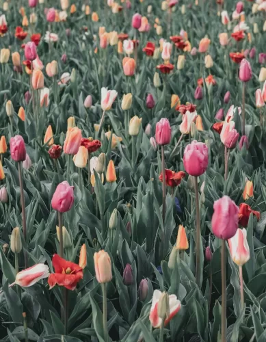 Keukenhof: O Jardim da Europa Para Visitar Perto de Amsterdã