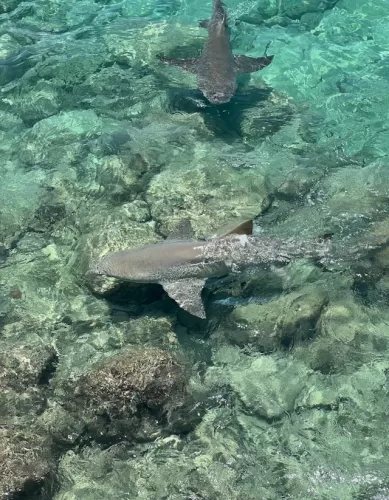 Existe Chance de Ataque de Tubarão nas Praias das Bahamas?