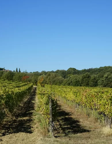 Guia Turístico de Val d’Orcia na Itália: O que ver e Fazer Nesta Parte da Toscana