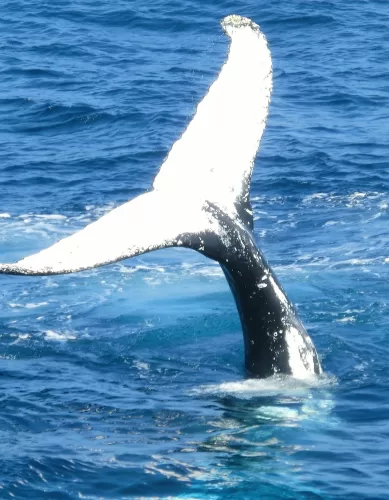 Melhor Época Para ver as Baleias Jubarte na Costa de Sydney na Austrália