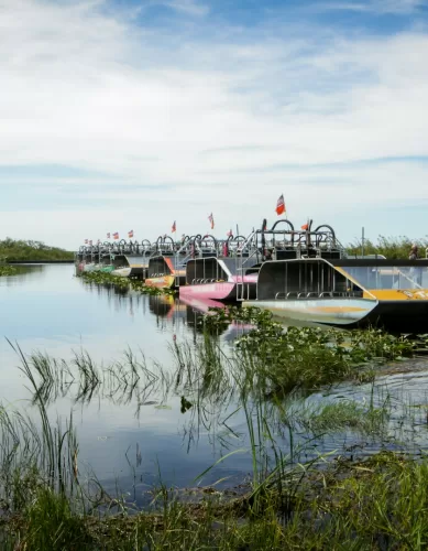 Everglades: Explore o Encanto do “Rio de Grama” na Flórida