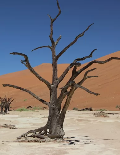 Atrações Turísticas Para Conhecer no Deserto da Namíbia