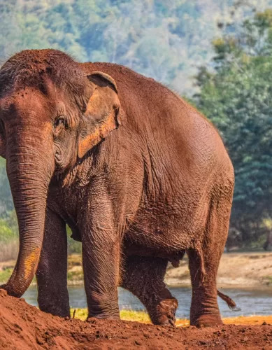 Atenção Turista: Não Contribua Para a Exploração de Elefantes na Tailândia