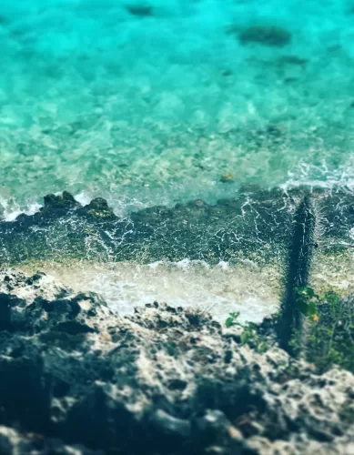 As 17 Melhores Praias de Bonaire: Um Paraíso Caribenho Para Todos os Gostos