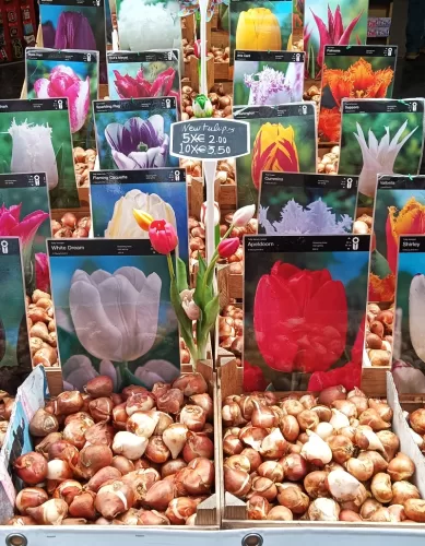 Visite o Bloemenmarkt Quando Estiver em Amsterdã na Holanda