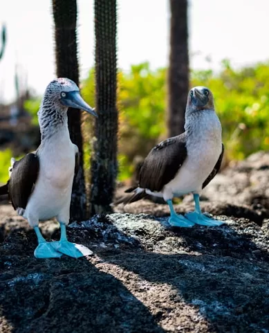 Guia da Distribuição da Vida Selvagem nas Ilhas Galápagos