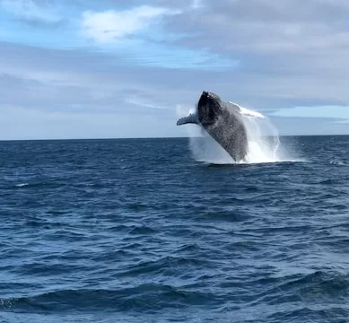 A Extraordinária Fauna das Ilhas Galápagos: Um Encontro com as Espécies Mais Emblemáticas