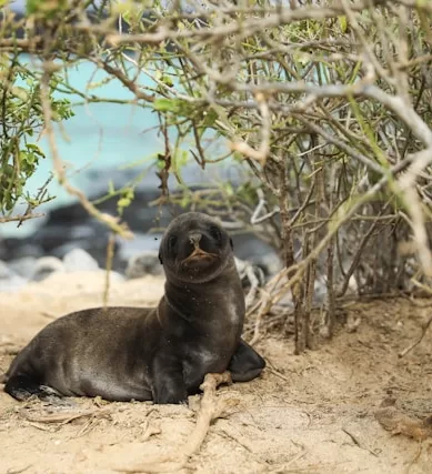 Roteiro de Viagem: Expedição em Terra Pelas Ilhas Galápagos