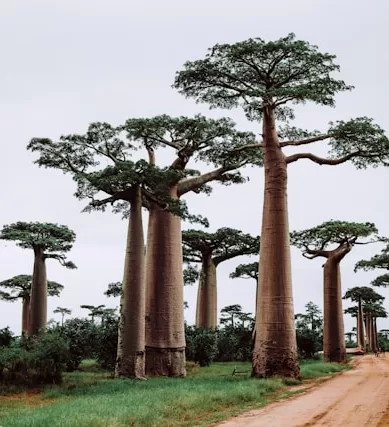 Madagascar: Destino da Biodiversidade Mundial