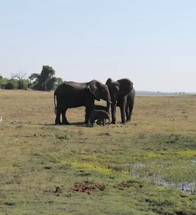 Zâmbia: Uma Terra de Parques Nacionais e Riquezas Naturais