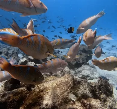 Explore os Melhores Pontos de Mergulho nas Ilhas Galápagos