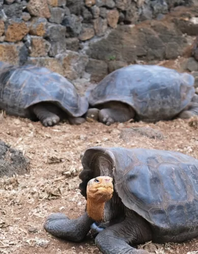 Galápagos: Guia Completo das Atrações da Fauna Durante Todo o Ano