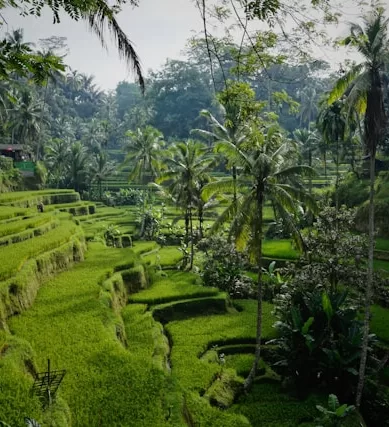 Bali: Um Destino de Viagem Tropical Encantador na Indonésia