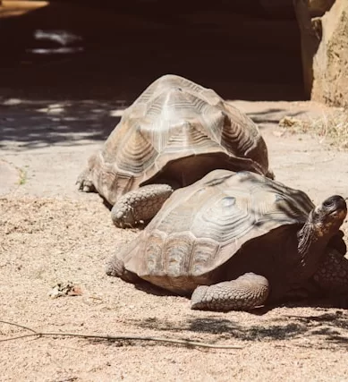 Roteiro de Viagem: Ilha Encantada de Galápagos