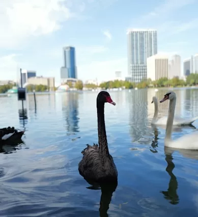 Descubra Orlando de Graça: O Melhor Guia de Atividades Gratuitas