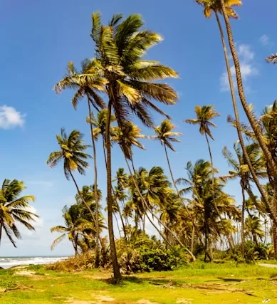 Dicas de Viagem em Trinidad e Tobago no Caribe