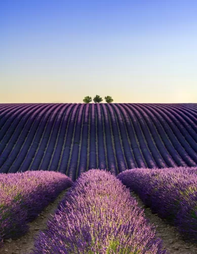 Você já Ouvir Falar de Valensole na França?