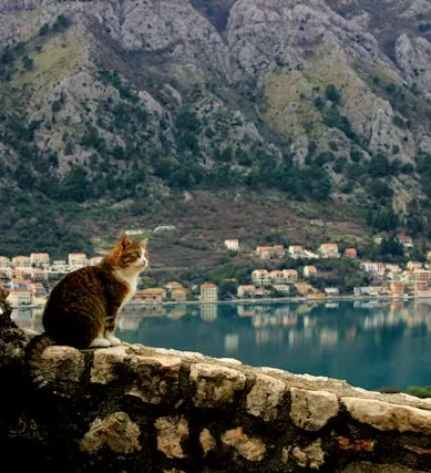 Visite Kotor em Montenegro em Abril Para Conhecer o Melhor da Cidade