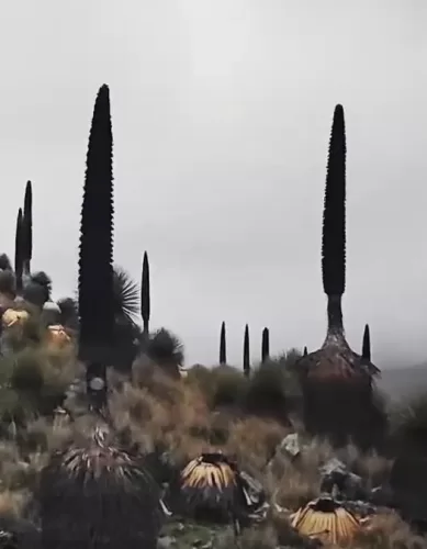 A Grande Planta Puya Raimondi em Huaraz no Peru