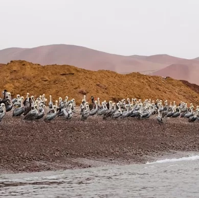 Turismo nas Ilhas Ballestas no Peru