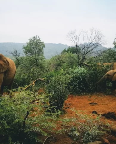 Reserva Natural de Pilanesburg na África do Sul