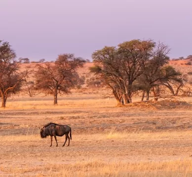 Roteiro de Viagem de 7 Dias em Botswana na África