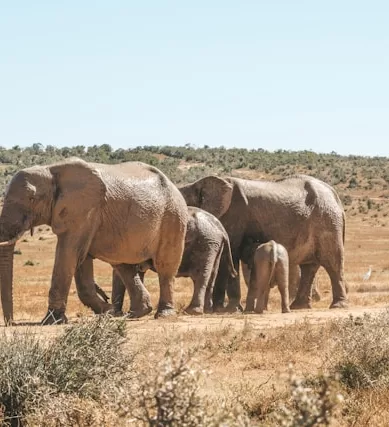 Pilanesberg National Park x Kruger National Park na África do Sul: Qual o Melhor Parque Para Safári?