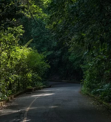 Visita ao Parque Nacional da Tijuca na Cidade do Rio de Janeiro