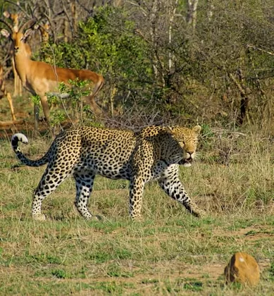 Regras de Etiqueta e Segurança Para Turistas ao Fazer Safári na África do Sul