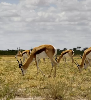 Erros que o Turista não Deve Cometer ao Fazer Turismo em Botswana na África