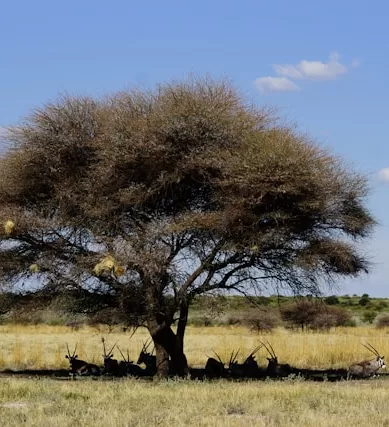 Deserto do Kalahari: O Fascinante Ecosistema de Botswana