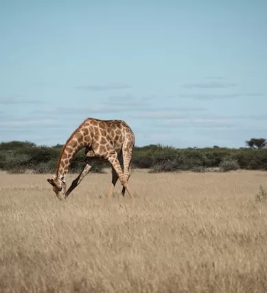 Como é o Clima Durante o ano Para Fazer Turismo em Botswana na África